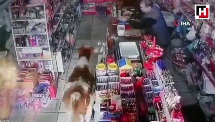 Dana markete girdi, market sahibi neye uğradığını şaşırdı