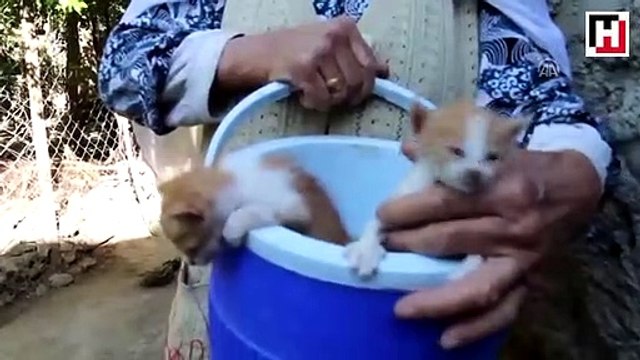 Anneleri ölen yavru kedilere 96 yaşındaki nine sahip çıktı