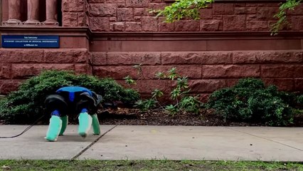 El robot tortuga que promete ayudar a la preservación medioambiental