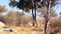 Leoparın müthiş planı