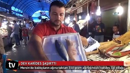 Dev karides görenleri şaşırtıyor