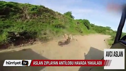 Aslan zıplayan antilobu havada yakaladı