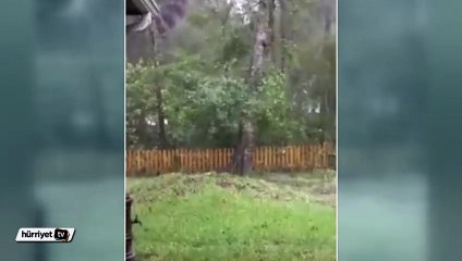 Matthew kasırgası dev ağacı kökünden böyle söktü