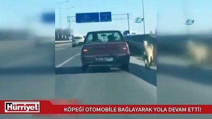 Köpeği otomobile bağlayıp yola devam etti!