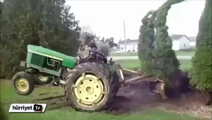 Sökmek istediği ağaçtan dayak yedi