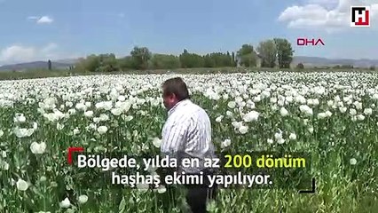 Haşhaş tarlaları tablo gibi