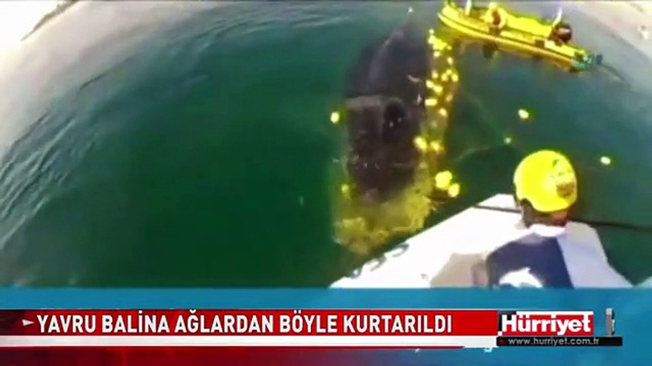 AVUSTURYA'DA AĞLARA TAKILAN YAVRU BALİNA BÖYLE KURTARILDI