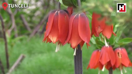Doğa harikası ağlayan gelinlerin görsel şöleni