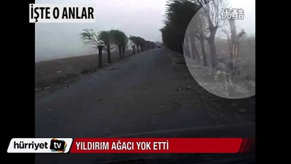 Çin'de yıldırım düşen ağaç yok oldu
