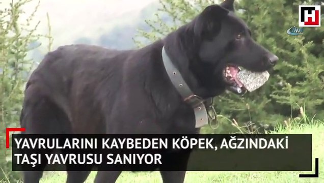 Yavrularını kaybeden köpek, ağzındaki taşı yavrusu sanıyor