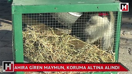 Ahıra giren maymun, koruma altına alındı