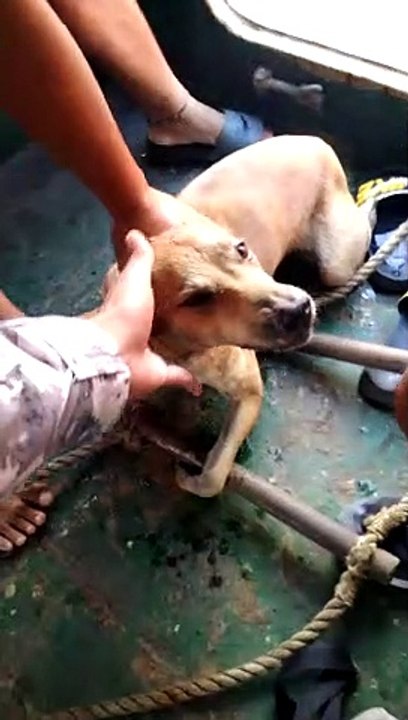 Tired Pup Rescued From Water
