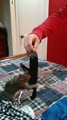 Squirrel Enjoys Playing with Sock