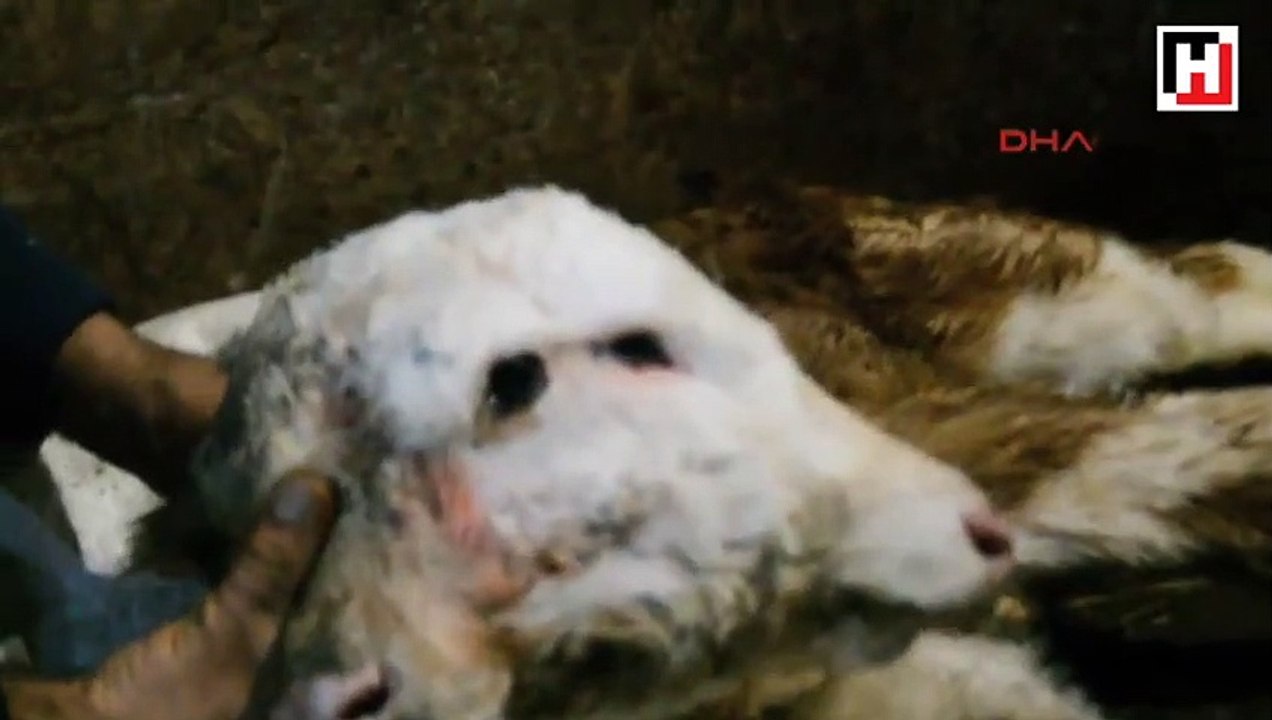 Çift başlı doğan buzağı şaşırttı