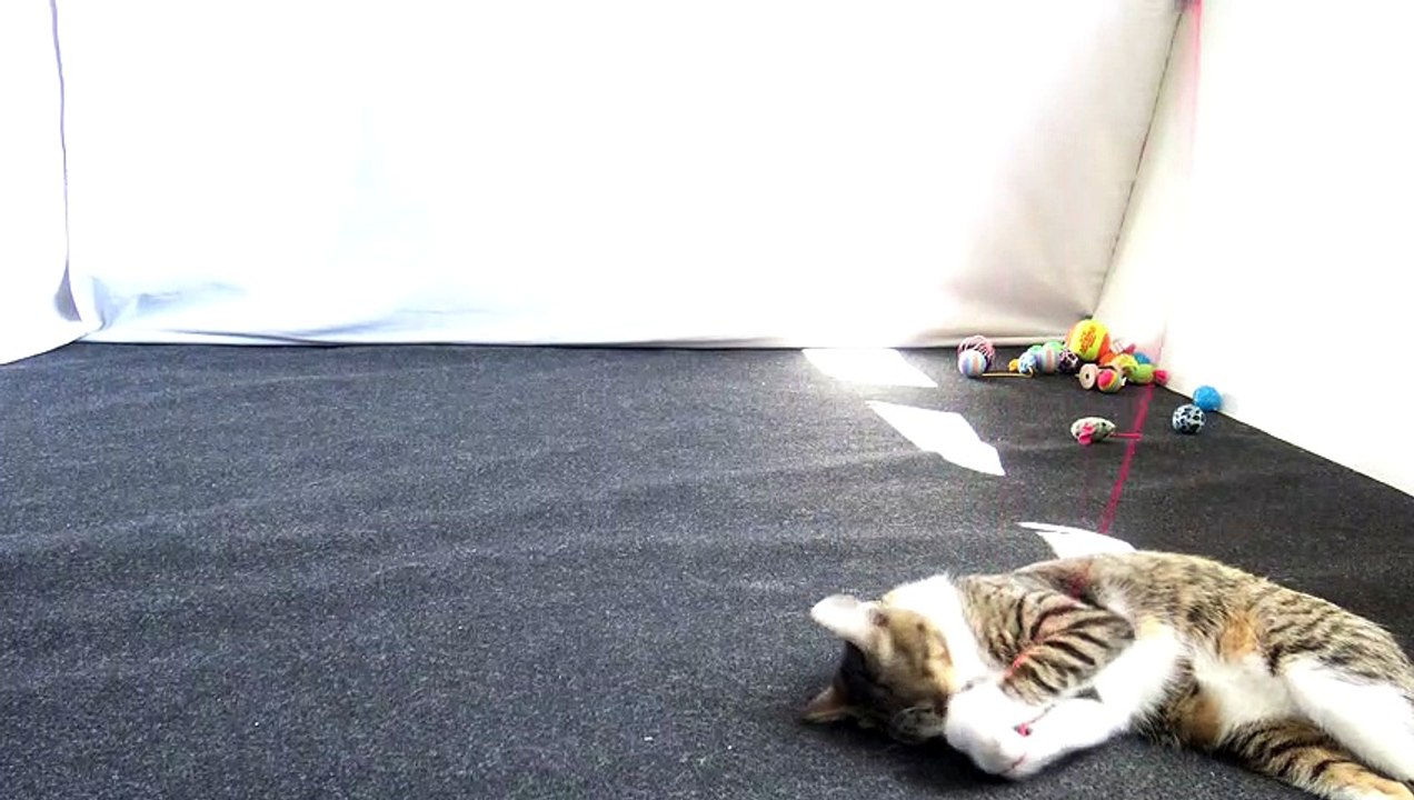 A Funny Playing Kitten