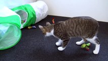 Cute Kitten Jumps and Plays
