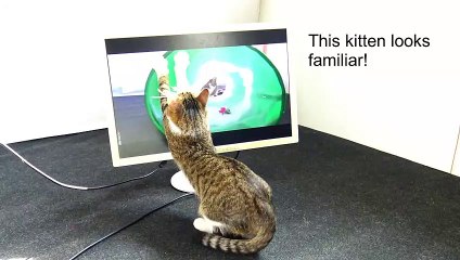 Funny Cat Watches Himself on TV and Is Fascinated