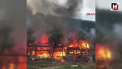 Büyükada'da ormanlık alanda yangın