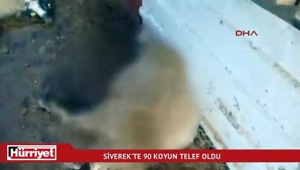 Sabah ahıra girdi, gördüğü manzara karşısında şok oldu