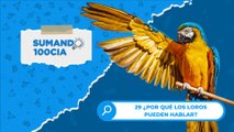29 ¿POR QUÉ LOS LOROS PUEDEN HABLAR?