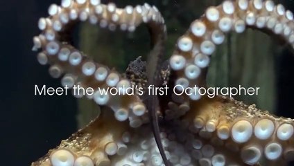 Fotoğraf çeken ahtapot! İşte 'ahtafotoğrafçı'