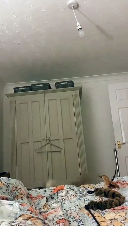 Cat Leaps to Bat at Light Bulb