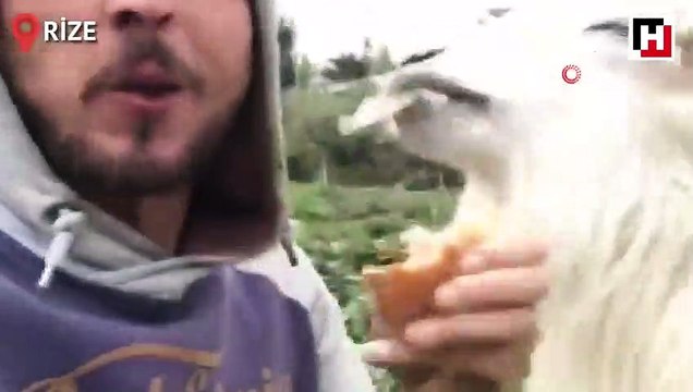 Rizeli gencin keçi ile ekmek kavgası kamerada