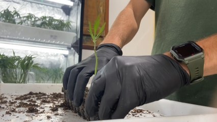 El cannabis medicinal da pasos importantes en Brasil a través de la vía judicial