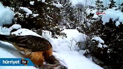 En nadir akbaba objektiflere yakalandı