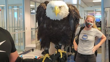 Massive Bald Eagle Surprised Passengers at North Carolina Airport — See the Incredible Video
