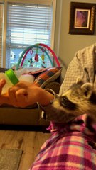 Abe the Orphaned Raccoon Kit Feeds on Bottle