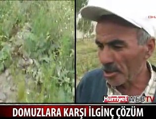 DOMUZLARA KARŞI İLGİNÇ ÇÖZÜM