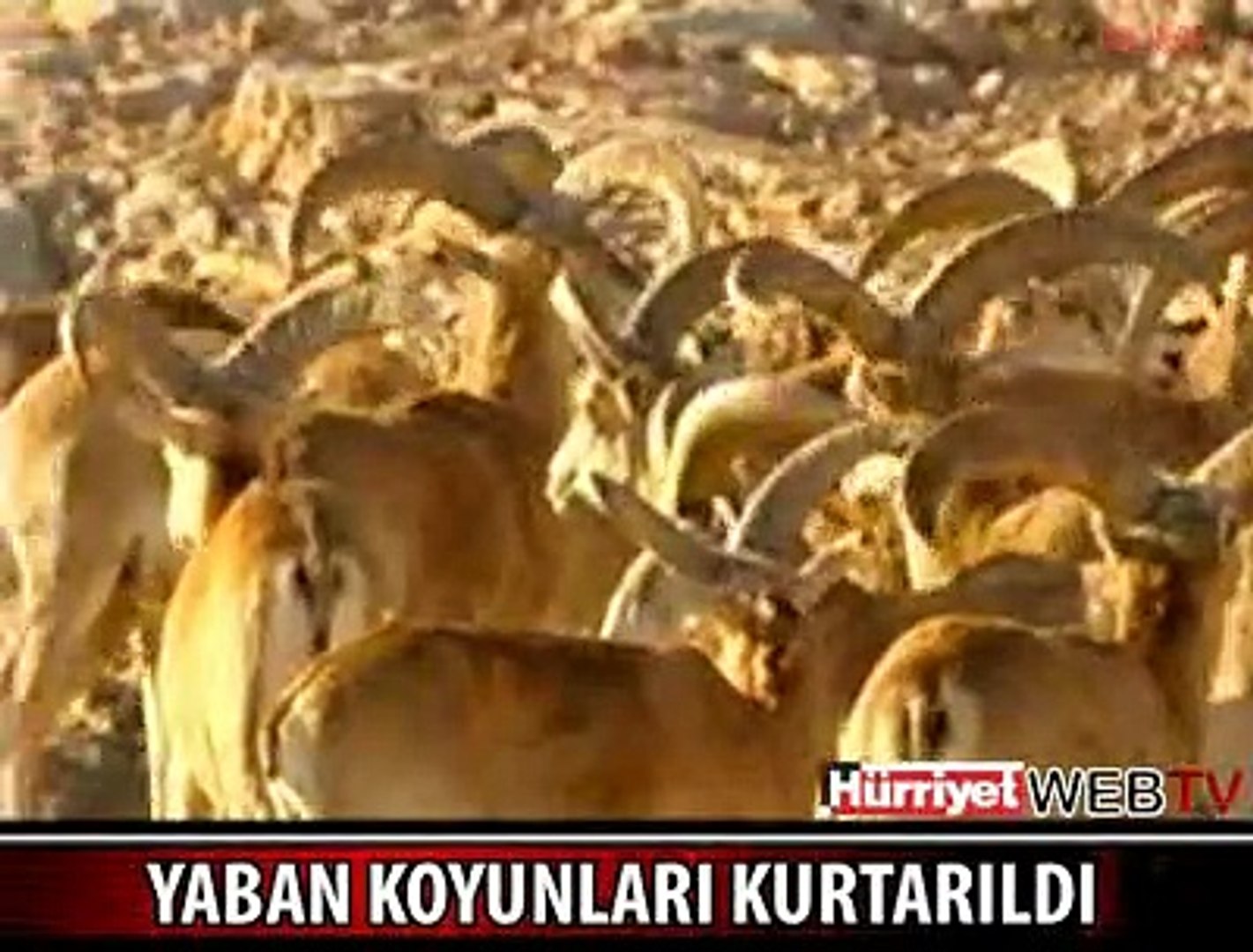 İŞTE KONYA'DAKİ YABAN KOYUNLARI