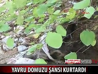 ŞANSLI DOMUZU LİSELİLER KURTARDI