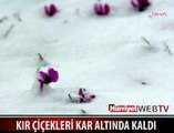 KIR ÇİÇEKLERİ KARLAR ALTINDA