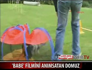 KÖPEK GİBİ DOMUZ