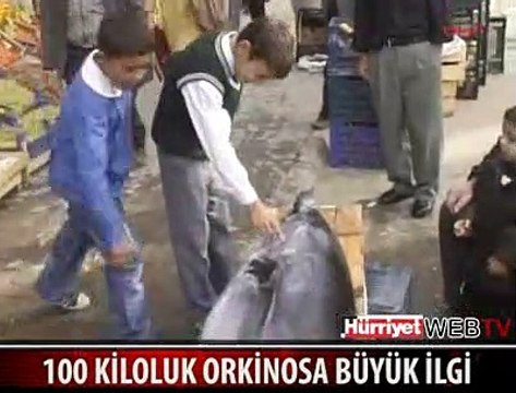 100 KİLOLUK DEV ORKİNOS YAKALANDI