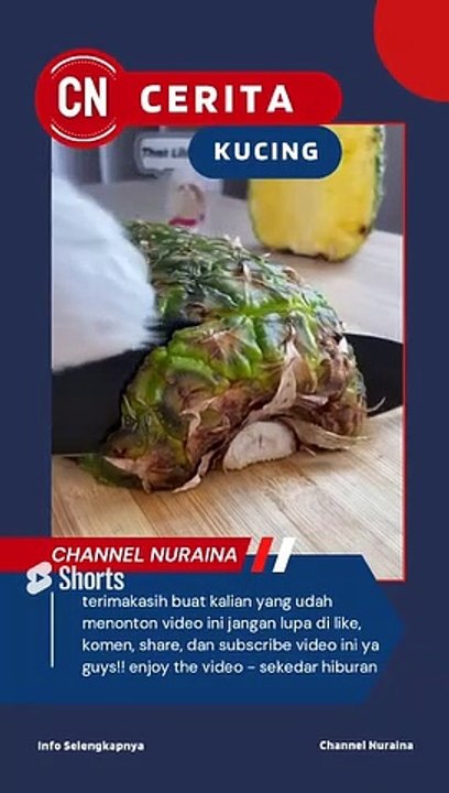 ASMR masakan kucing _ #003