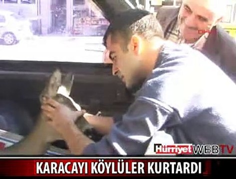 YARALI KARACAYI KÖYLÜLER KURTARDI