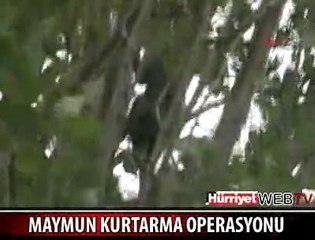 MAYMUN KURTARMA OPERASYONU