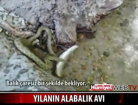 KORKUNÇ YILANIN ALABALIK AVI