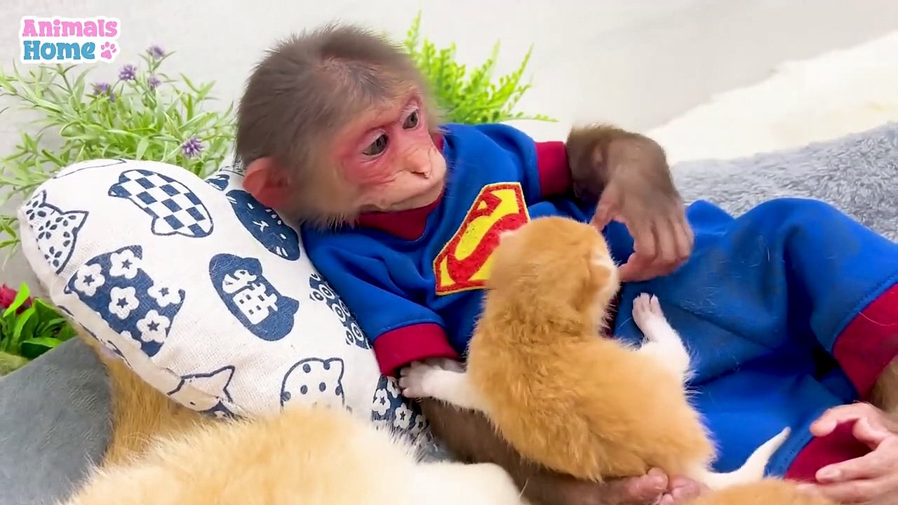 Naughty BiBi Helps Ody Take Care of Kittens - Amazing Video for Children