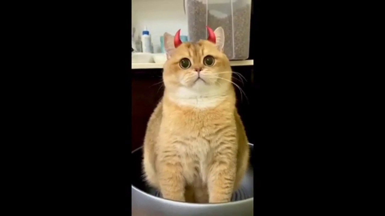 Funny cat kucing