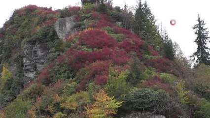Artvin'de kokarca böceği köylünün kabusu oldu