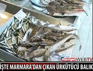 İŞTE MARMARA'DAN ÇIKAN O BALIK