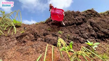 Learning Rules of Conduct Funny Animal's Video