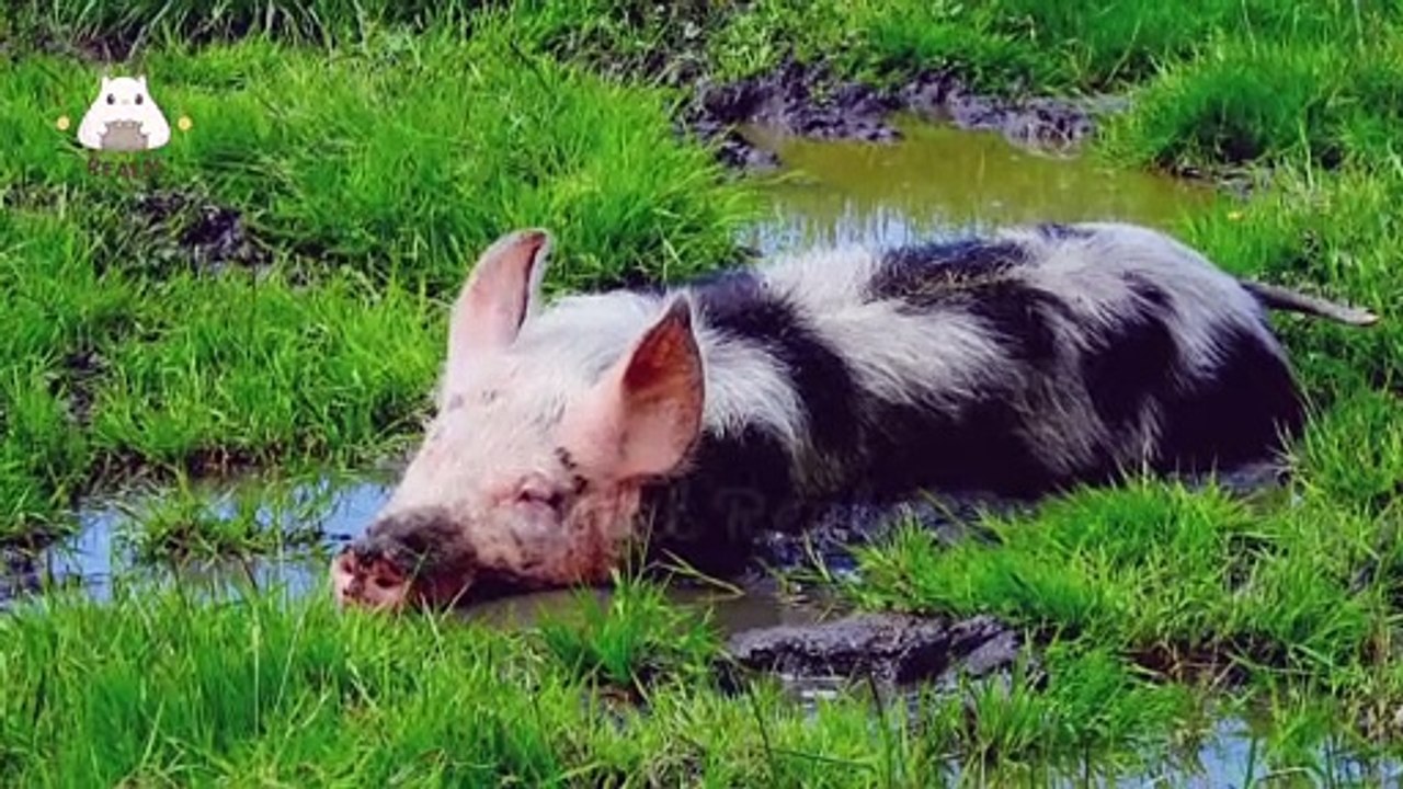 Animal Sound, Learn Animal, Cat, Cow, Dog, rhino, sheep, goat, giraffe for kids | Animal Realm #1