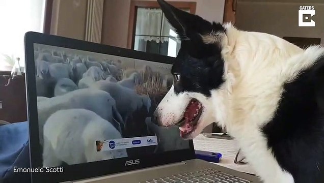Les chiens aussi peuvent faire du télétravail