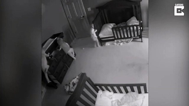 Des triplets font une grosse bêtise en pleine nuit