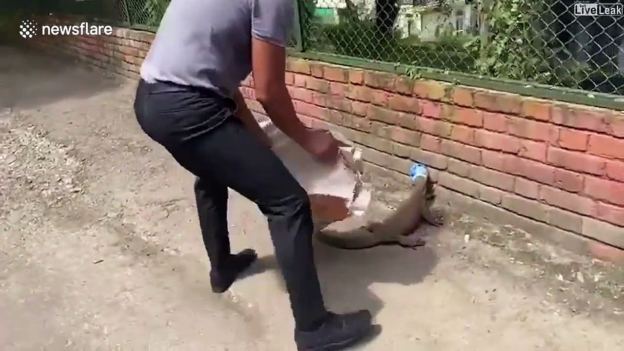 Il sauve un pauvre lézard coincé dans un pot en plastique